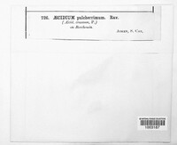 Aecidium pulcherrimum image